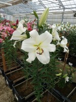 [4577 VH53 No01.JPG]